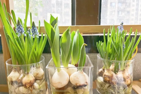 怎么水培风信子,容器最好选择玻璃制的