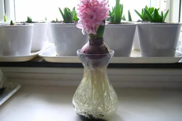 怎么水培风信子,容器最好选择玻璃制的
