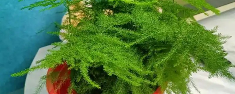 文竹夏天能不能施肥，早上或晚上施肥更合适