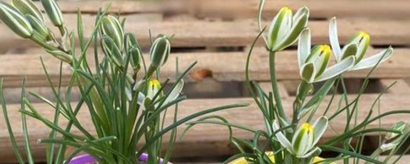 香水兰怎么养殖，每天提供4-6小时的散射光