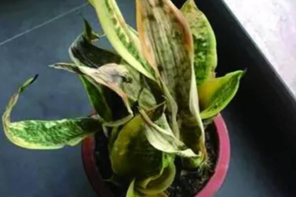 虎皮兰叶子发黄干瘪的原因及解决方法,可能是温度过高所致
