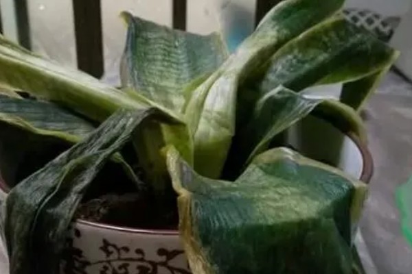 虎皮兰叶子发黄干瘪的原因及解决方法,可能是温度过高所致