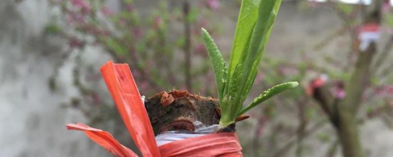 春季嫁接桃树的方法，在砧木上面切出小口再插入枝条