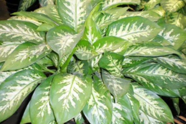 花叶万年青有没有毒,花叶万年青有毒