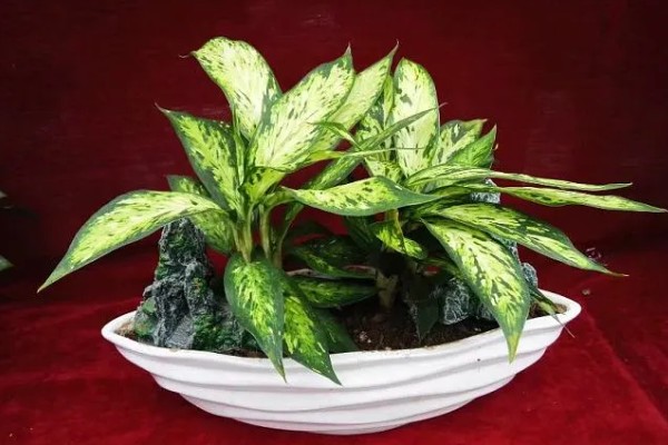 花叶万年青有没有毒,花叶万年青有毒