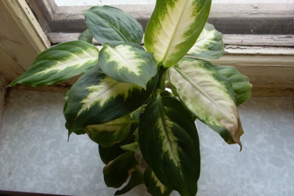 花叶万年青有没有毒,花叶万年青有毒