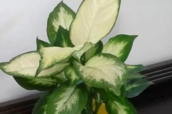 花叶万年青有没有毒,花叶万年青有毒