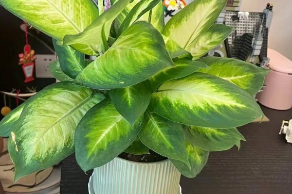 花叶万年青有没有毒,花叶万年青有毒