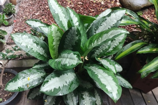 花叶万年青有没有毒,花叶万年青有毒