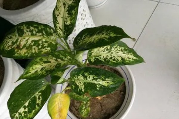 花叶万年青有没有毒,花叶万年青有毒