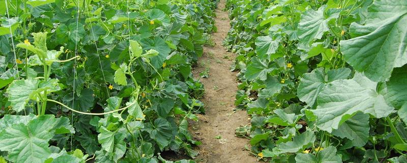 好吃又高产的黄瓜品种，丰元6号青瓜、青二号等品种满足条件