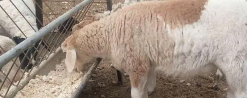 能不能用豆腐渣喂母羊，富含营养且饲喂后没有危害