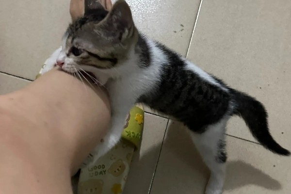 小猫爱咬人如何处理，可以给小猫提供磨牙棒