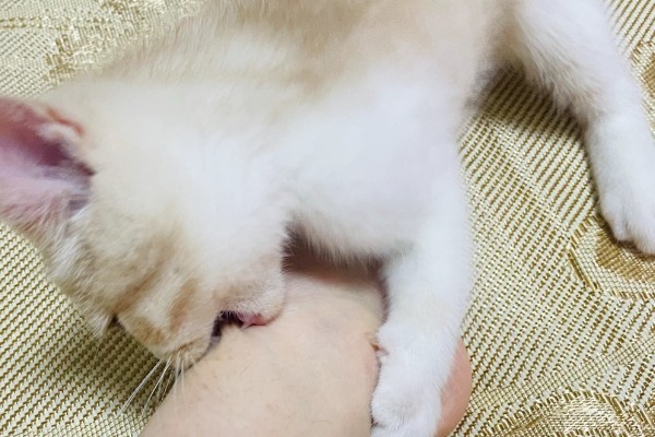 小猫爱咬人如何处理，可以给小猫提供磨牙棒