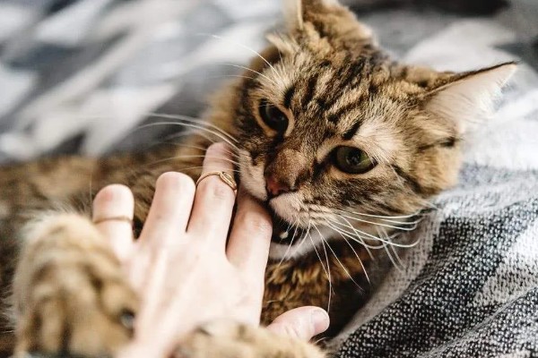 小猫爱咬人如何处理，可以给小猫提供磨牙棒