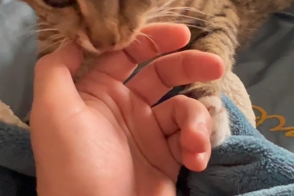 小猫爱咬人如何处理，可以给小猫提供磨牙棒