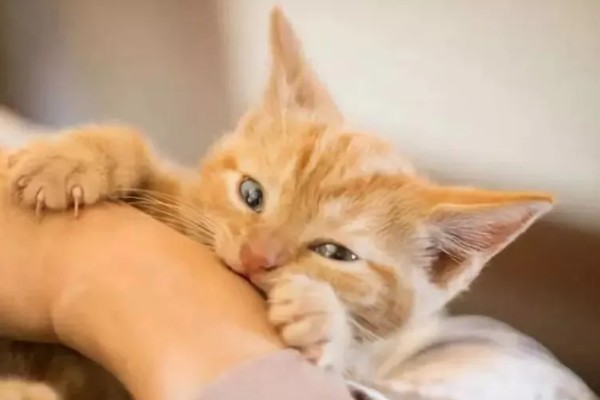 小猫爱咬人如何处理，可以给小猫提供磨牙棒