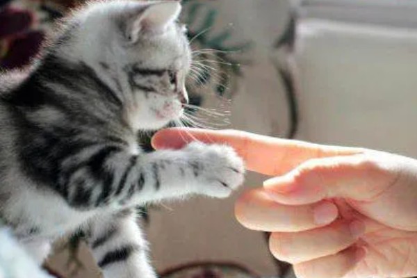 小猫爱咬人如何处理，可以给小猫提供磨牙棒