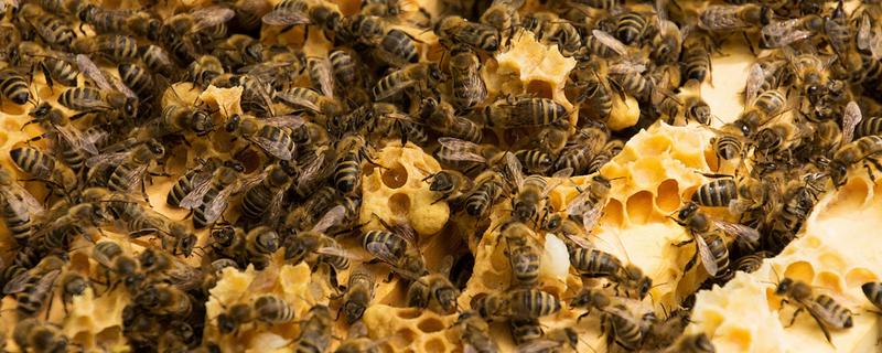 蜜蜂秋季如何快速繁殖，需要及时更换蜂王