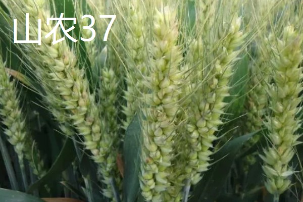 好的小麦品种,有山农37、郑麦618等
