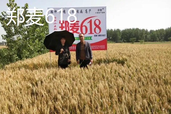 好的小麦品种,有山农37、郑麦618等