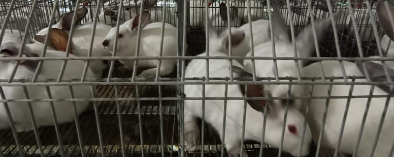 怎么提高幼兔的成活率，喂食要遵循少许多次的原则