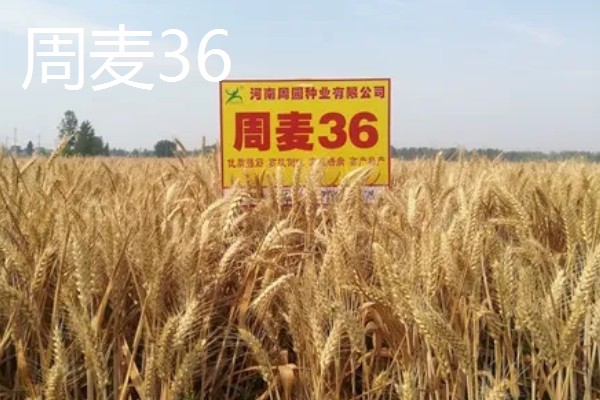 好的小麦品种,有山农37、郑麦618等