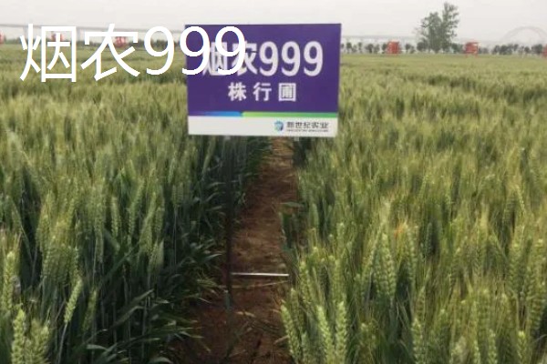 好的小麦品种,有山农37、郑麦618等