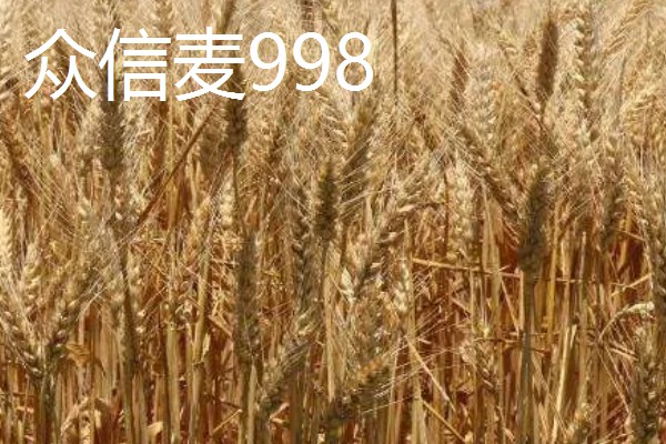 好的小麦品种,有山农37、郑麦618等