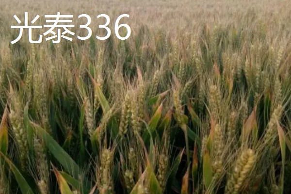 好的小麦品种,有山农37、郑麦618等