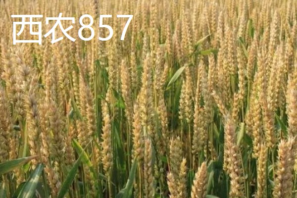 好的小麦品种,有山农37、郑麦618等