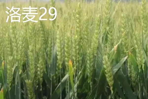 好的小麦品种,有山农37、郑麦618等