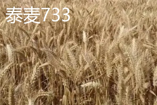 好的小麦品种,有山农37、郑麦618等