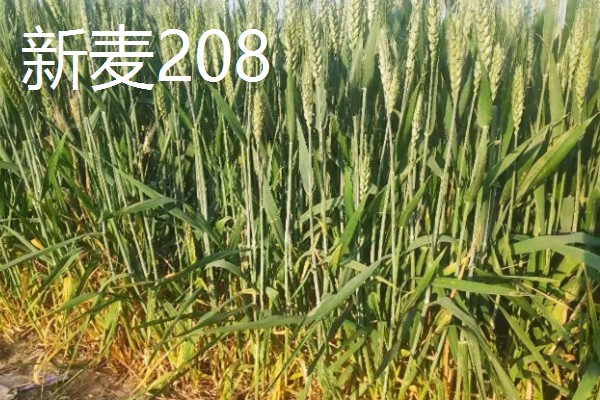 好的小麦品种,有山农37、郑麦618等