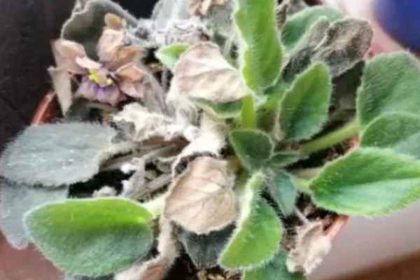 紫罗兰叶子烂了怎么处理,需减少施肥并加强光照