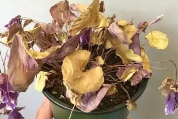 紫罗兰叶子烂了怎么处理,需减少施肥并加强光照
