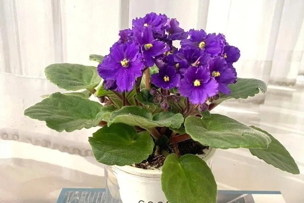 紫罗兰叶子烂了怎么处理,需减少施肥并加强光照