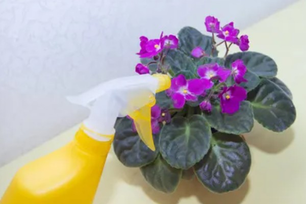 紫罗兰叶子烂了怎么处理,需减少施肥并加强光照