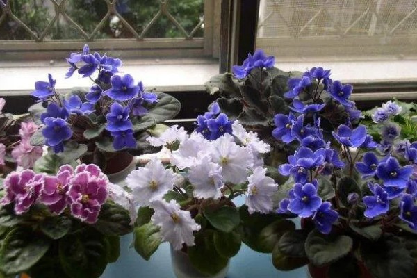 紫罗兰叶子烂了怎么处理,需减少施肥并加强光照