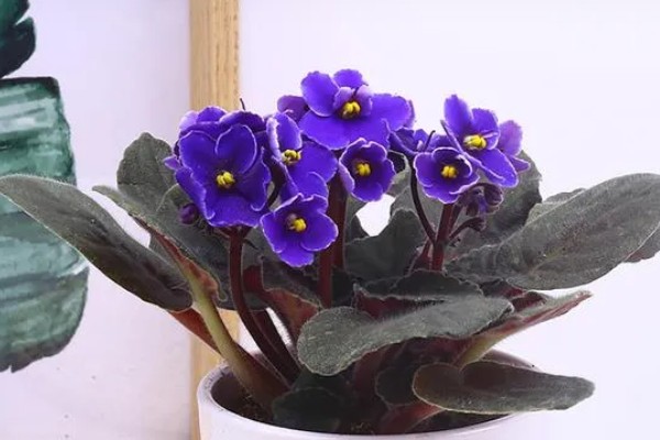 紫罗兰叶子烂了怎么处理,需减少施肥并加强光照