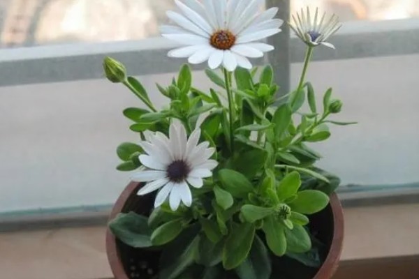 小雏菊买回来就蔫了如何解决,浇水时需让水分沿着花盆壁流下