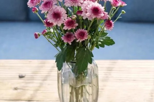 小雏菊买回来就蔫了如何解决,浇水时需让水分沿着花盆壁流下