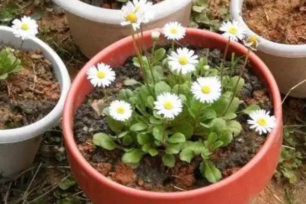 小雏菊买回来就蔫了如何解决,浇水时需让水分沿着花盆壁流下