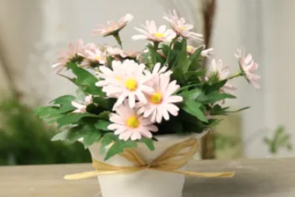 小雏菊买回来就蔫了如何解决,浇水时需让水分沿着花盆壁流下