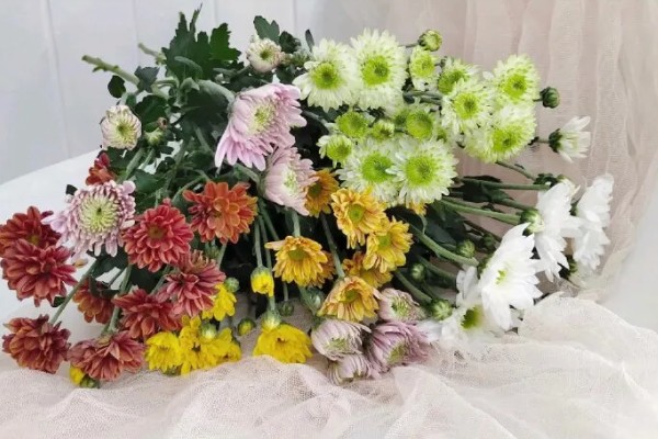 小雏菊买回来就蔫了如何解决,浇水时需让水分沿着花盆壁流下