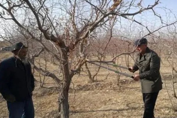 枣树的拉枝角度，上部枝条成80-100°角