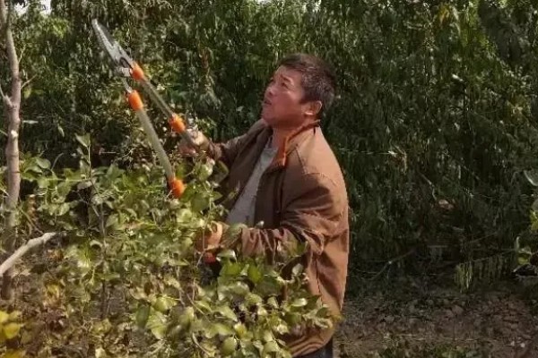 枣树的拉枝角度，上部枝条成80-100°角