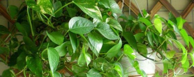 养殖绿萝土壤为什么出现白霉，一般是感染病菌所致