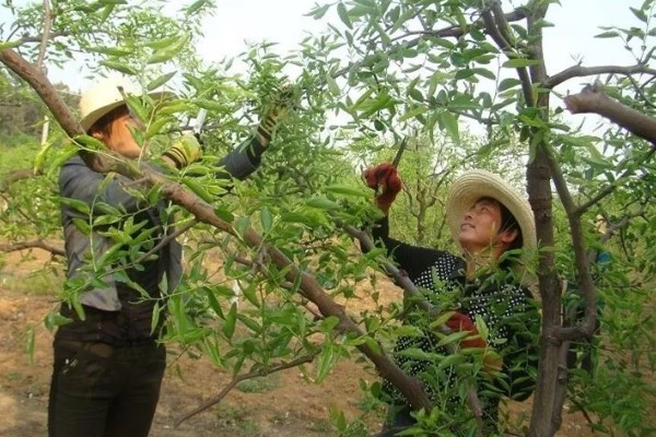枣树的拉枝角度，上部枝条成80-100°角