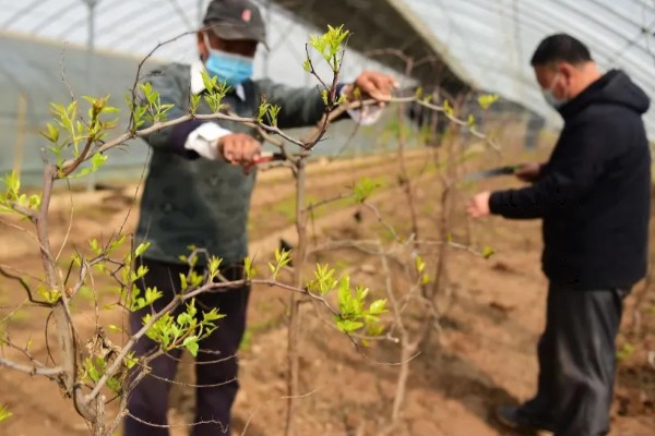 枣树的拉枝角度，上部枝条成80-100°角